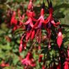 Imagen de Plantas de la Patagonia: las especies nativas que conquistan los jardines del mundo