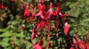 Descubrí las plantas nativas de la Patagonia que triunfan en jardines internacionales