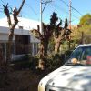Imagen de Cipolletti aplicará fuertes sanciones por podas no autorizadas y advierte sobre falsos podadores