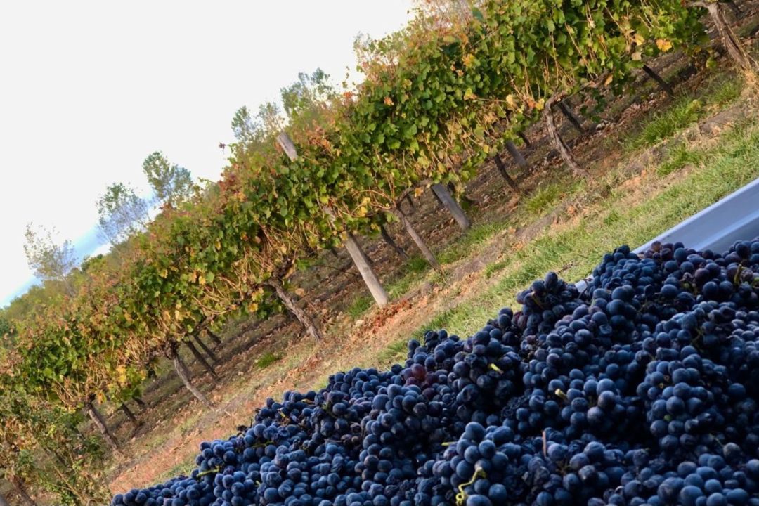 Viñedos en el Valle de Viedma donde se desarrolla el proyecto vitivinícola artesanal de Viñas de Lucía. Foto: gentileza.