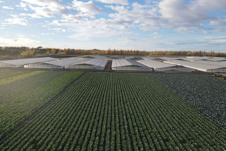 De vender por kilo a liderar la horticultura en la Patagonia