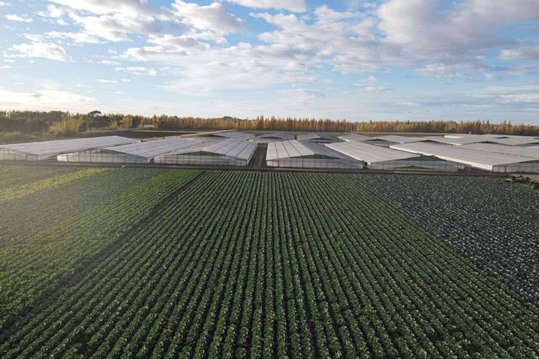 Invernaderos en funcionamiento en el Valle de Viedma, parte del crecimiento de la horticultura regional. Foto: gentileza.