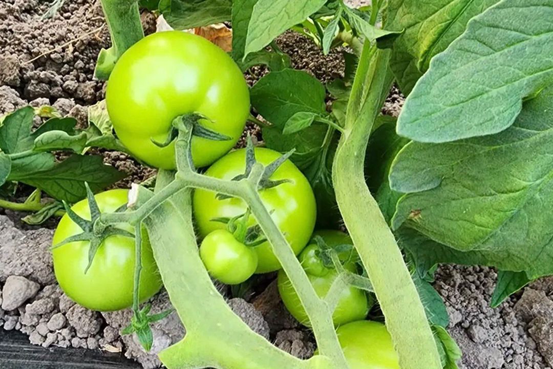 De vender por kilo a liderar la horticultura en la Patagonia