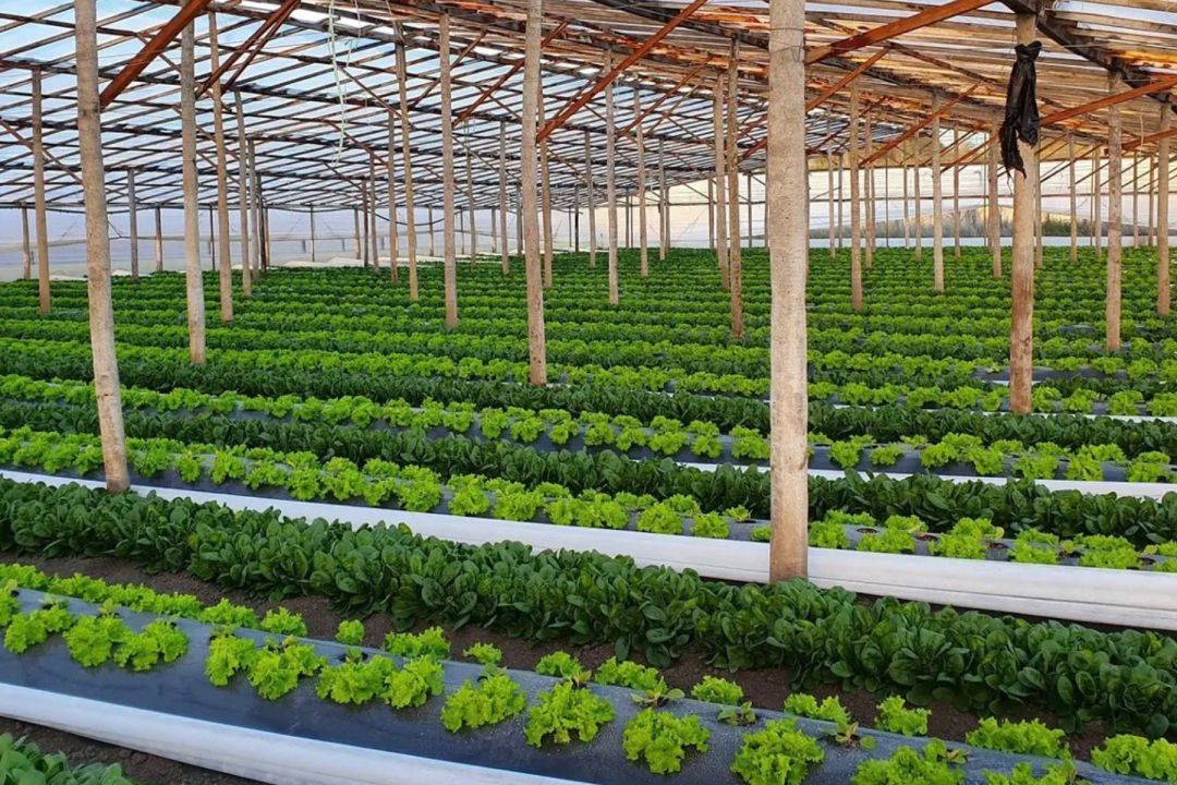 Cultivos de lechuga bajo invernadero en una empresa familiar del Valle de Viedma. Foto: gentileza.