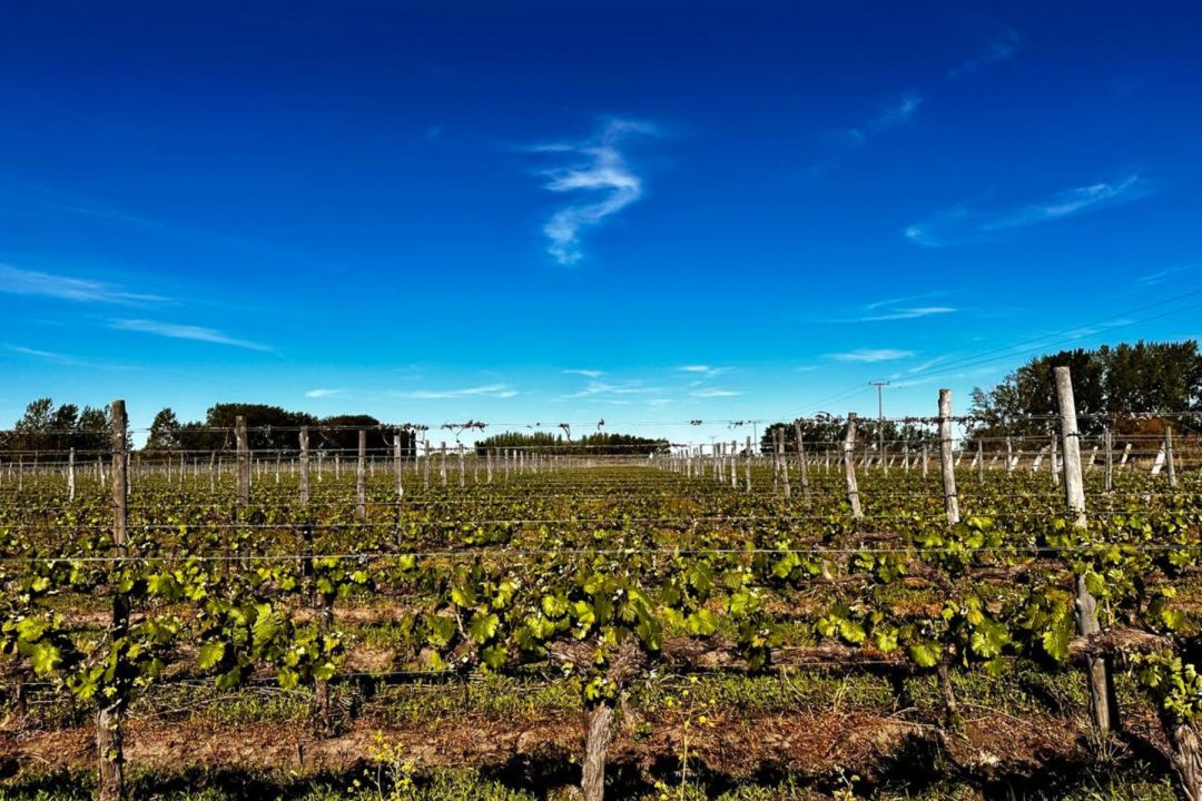 Paisaje del entorno rural del Valle de Viedma, condicionado por el clima marítimo. Foto: gentileza.