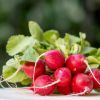 Imagen de Rabanitos en casa: el secreto de la semilla más fácil de cultivar en invierno