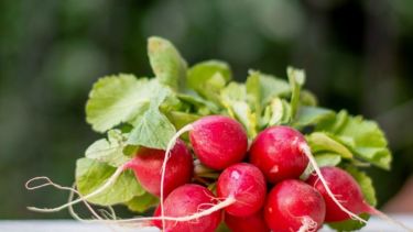 Cómo cultivar rabanitos en invierno: el secreto de una siembra sencilla y rápida para principiantes