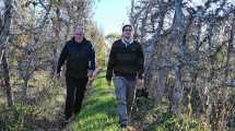 Imagen de Empezó con dos cámaras frigoríficas para guardar su fruta y hoy conserva 9 millones de kilos en la Patagonia con energía solar