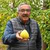 Imagen de De familia de viñateros, a los 72 años sigue apostando a la producción de peras y manzanas en la Patagonia