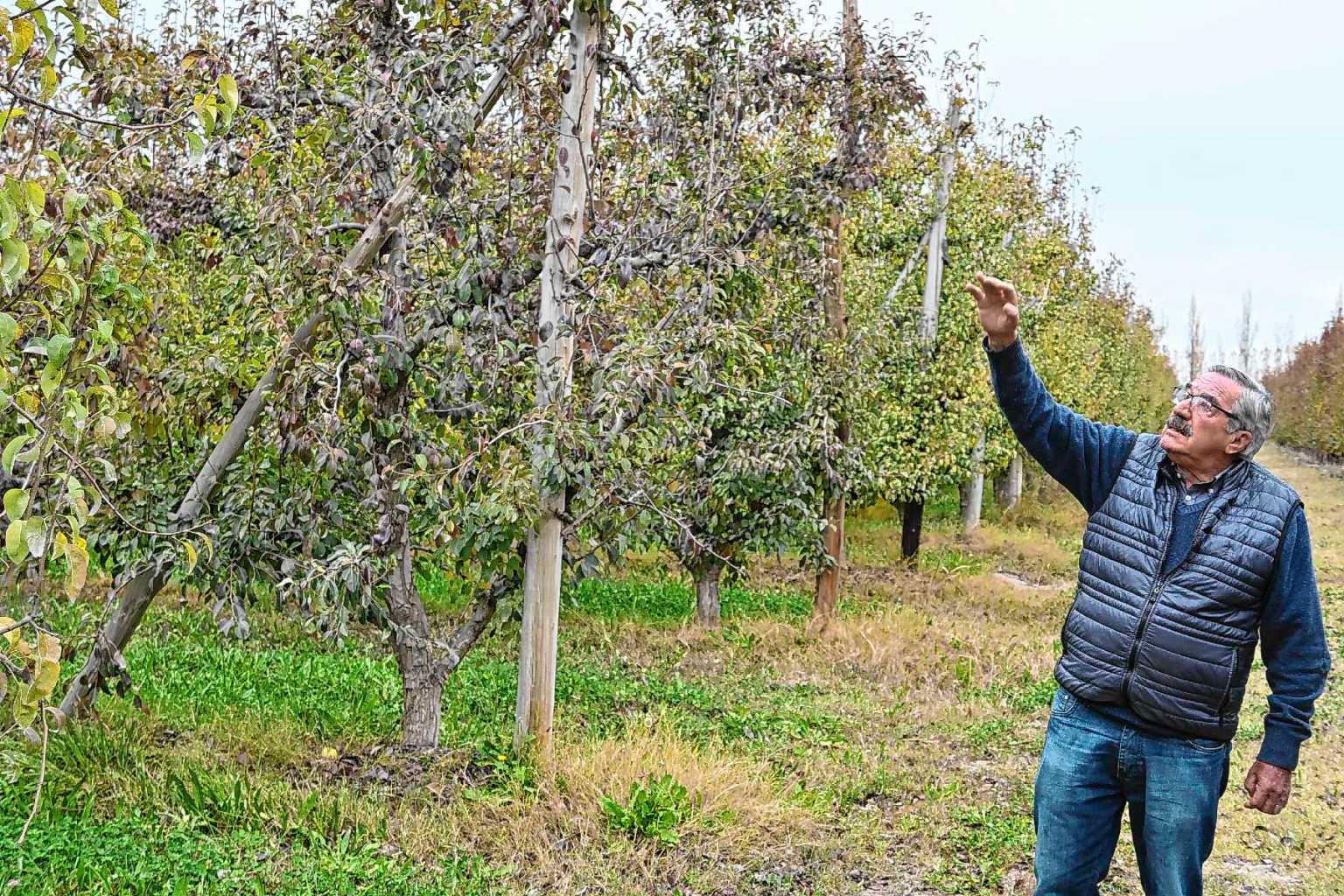 De vi&ntilde;atero a productor frut&iacute;cola: la historia de Osvaldo Verdecchia