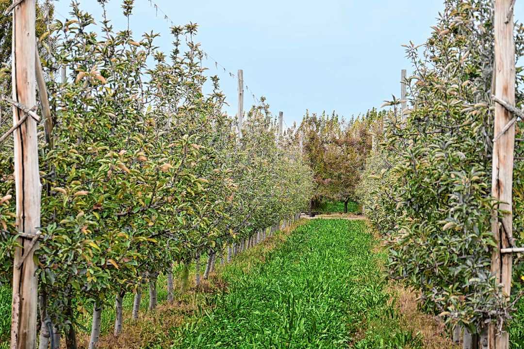 De vi&ntilde;atero a productor frut&iacute;cola: la historia de Osvaldo Verdecchia