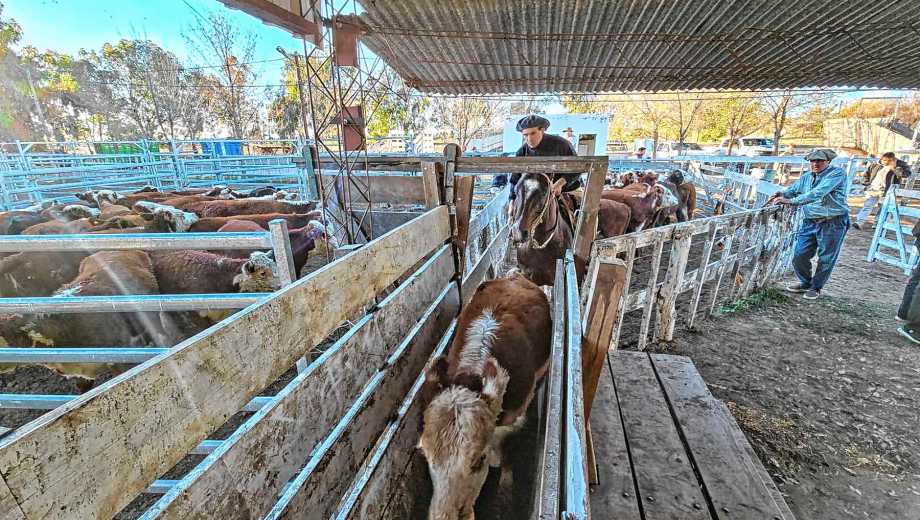 Los corrales se iban completando en la rural de Choele Choel para el remate del domingo 17.