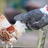 Imagen de Influenza aviar en Río Negro: Senasa detectó un caso en aves de traspatio en Valcheta