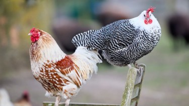 Influenza aviar en Río Negro: Senasa detectó un caso en aves de traspatio en Valcheta