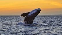 Imagen de Todo lo que necesitás saber sobre el avistaje de ballenas en Chubut para 2026