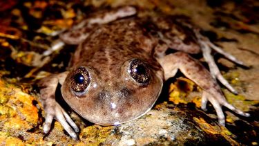 Recuperan un 20% de la población de la ranita de Valcheta, anfibio único en el mundo, en peligro crítico