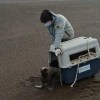 Imagen de Rescataron un lobo marino en Viedma: qué hacer si encontrás uno en la costa