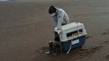Imagen de Rescataron un lobo marino en Viedma: qué hacer si encontrás uno en la costa