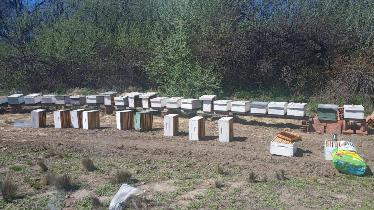 De tres colmenas a 1.500 kilos: la historia de &ldquo;Mora Azul&rdquo;