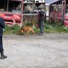 Imagen de Desesperada búsqueda de una mujer en Bariloche: Draco, el perro de la Policía que la encontró en 2021, volvió al operativo