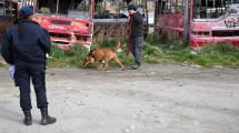 Imagen de Desesperada búsqueda de una mujer en Bariloche: Draco, el perro de la Policía que la encontró en 2021, volvió al operativo
