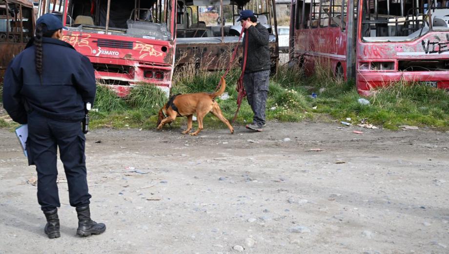Draco, el perro de la Policía de Río Negro, busca a Ana Lía. Foto: Alfredo Leiva