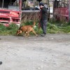 Imagen de Macabro hallazgo de restos humanos en una zona de Bariloche