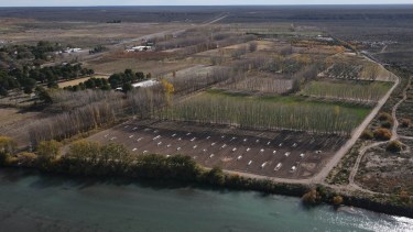 El oasis productivo de 75 hectáreas que crece a paso firme en la Patagonia regado por las aguas del río Colorado
