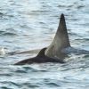 Imagen de “Nunca vimos algo así”: una orca se acercó a una canoa y causó conmoción en Patagonia