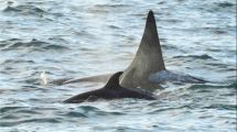 Imagen de “Nunca vimos algo así”: una orca se acercó a un kayak y causó conmoción en la Patagonia