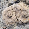Imagen de Encontraron "caracoles gigantes" petrificados en un lugar recóndito de Chos Malal: "de ese tamaño y cantidad no había visto nunca"