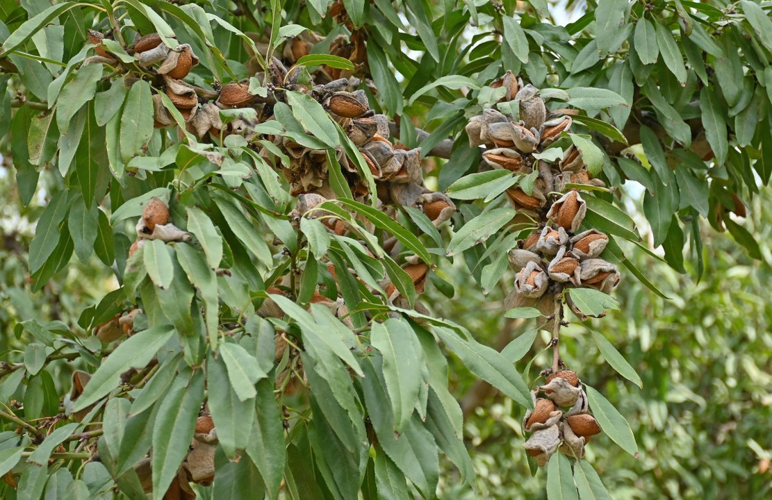 De una chacra patag&oacute;nica a una marca de almendras con identidad