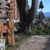 Imagen de La Municipalidad de Bariloche salió al cruce de la infracción y defendió la extracción de pinos en la Costanera
