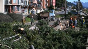Sancionaron a la Municipalidad de Bariloche por el volteo de pinos en la Costanera