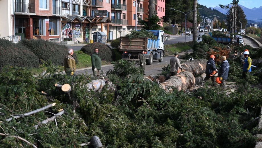 Sancionaron a la Municipalidad de Bariloche por el volteo de pinos en la Costanera