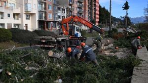 Cortés destituyó al funcionario que coordinó el volteo de los árboles en la Costanera de Bariloche