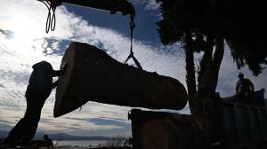 Bariloche cambia la fisonomía de la costanera con el apeo de 40 pinos