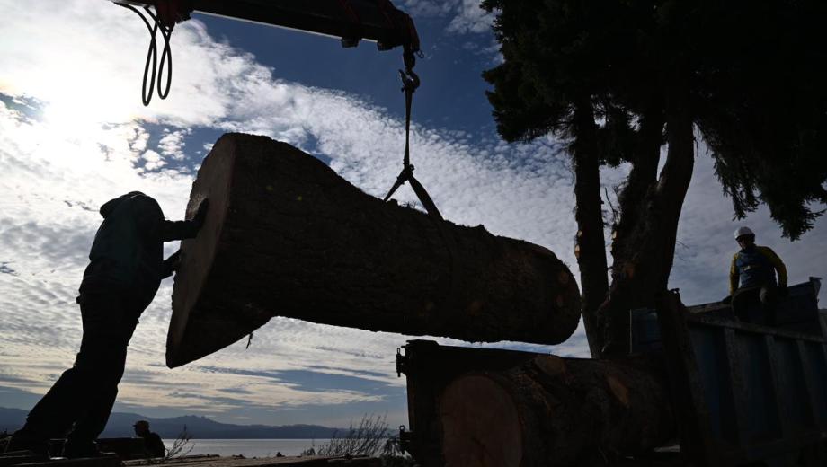 El apeo de pinos oregón de la costanera de Bariloche comenzó el sábado y continúa. Serán derribados 40 ejemplares. Foto: Chino Leiva
