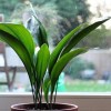 Imagen de La planta ideal para principiantes: casi no necesita luz ni agua y es tendencia en interiores