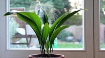 Imagen de La planta ideal para principiantes: casi no necesita luz ni agua y es tendencia en interiores