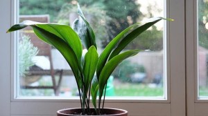 La planta ideal para principiantes: casi no necesita luz ni agua y es tendencia en interiores