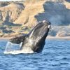 Imagen de Temporada de ballenas: cuánto sale vivir uno de los espectáculos más impactantes de la Patagonia