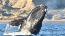 Imagen de Temporada de ballenas: cuánto sale vivir uno de los espectáculos más impactantes de la Patagonia