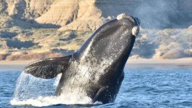 Temporada de ballenas: cuánto sale vivir uno de los espectáculos más impactantes de la Patagonia