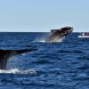 Imagen de Las ballenas francas están llegando: el ritual más esperado comenzó en la Patagonia