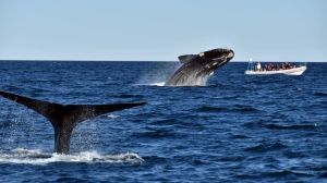 Las ballenas francas están llegando: el ritual más esperado comenzó en la Patagonia