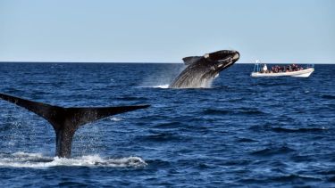 Las ballenas francas están llegando: el ritual más esperado comenzó en la Patagonia