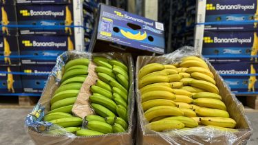 "Frutas en su punto justo": con las bananas y una tecnología inédita en la Patagonia, Tres Ases marca un hito
