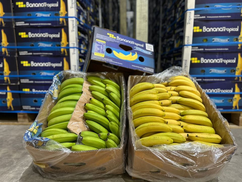La maduración de la banana pasa a ser un proceso precisamente controlado en el Alto Valle.
