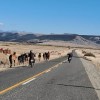 Imagen de La Policía de Neuquén secuestró 15 caballos sueltos para prevenir accidentes viales en la Ruta 23